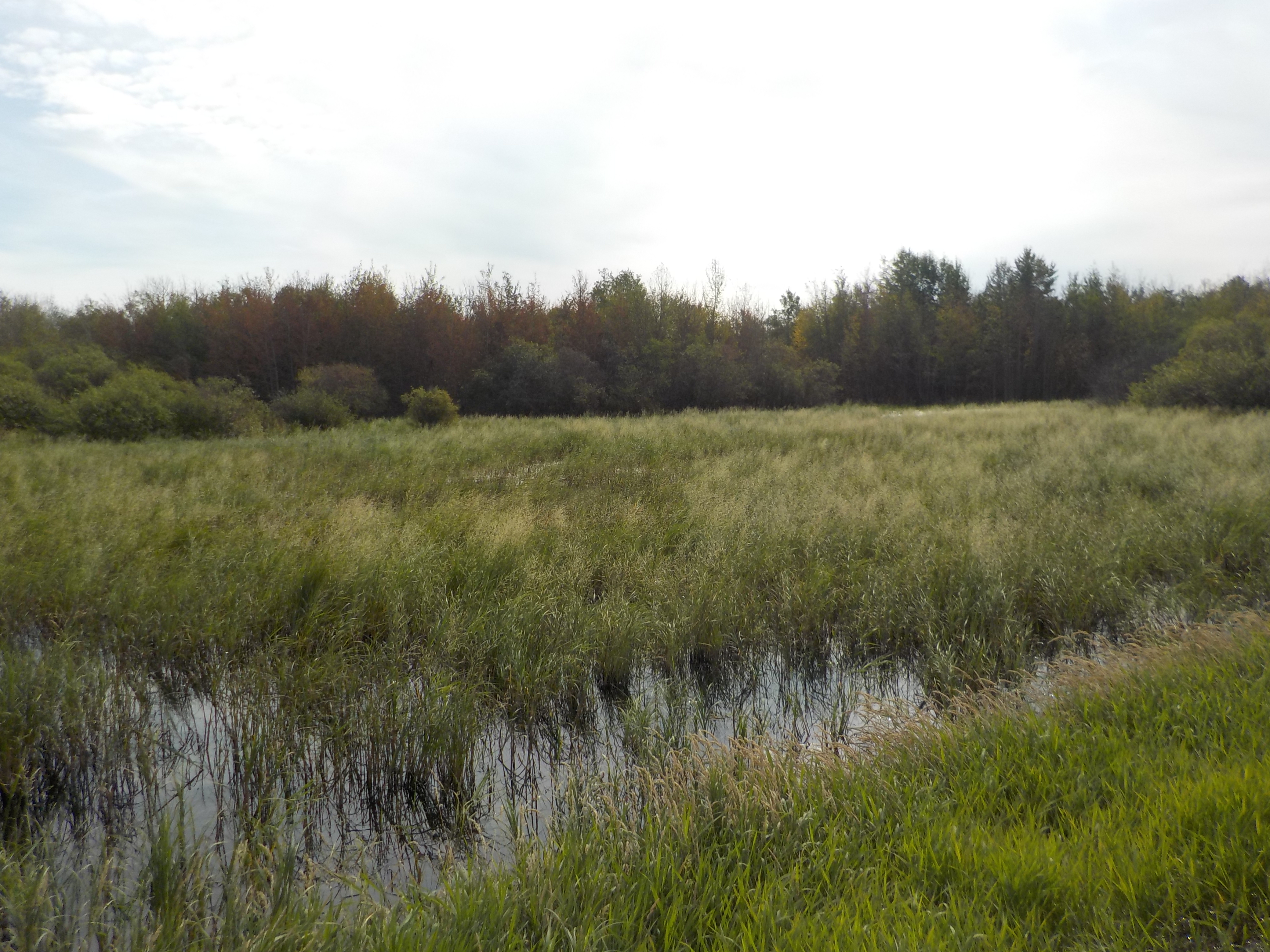 Property for Sale, MLS® # 43690297