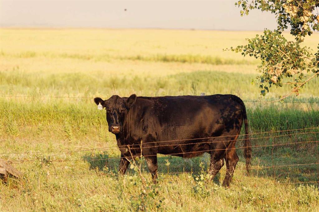 Parcel 7 Range Road 271 just south of Highway 9.  , A2252297, Alberta,