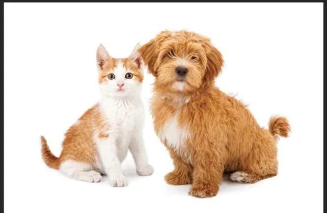 123 Pet Specialty with Grooming Way , A2261306, Alberta,