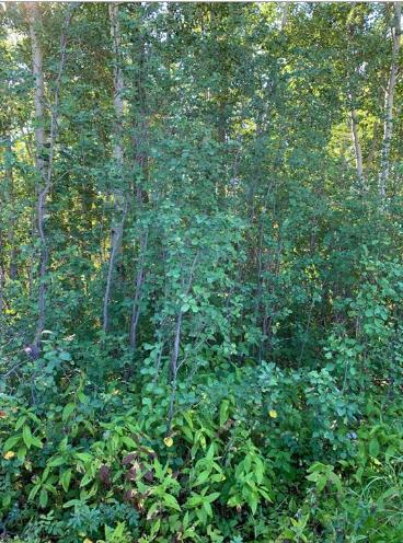 Fifth View of 9815 99 Ave  , Lac La Biche, Lac La Biche, Alberta, T0A 2C0