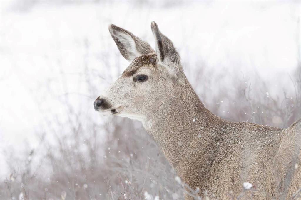 Fifth View of 33 Discovery Rise SW, Discovery Ridge, Calgary, Alberta, T3H4N6