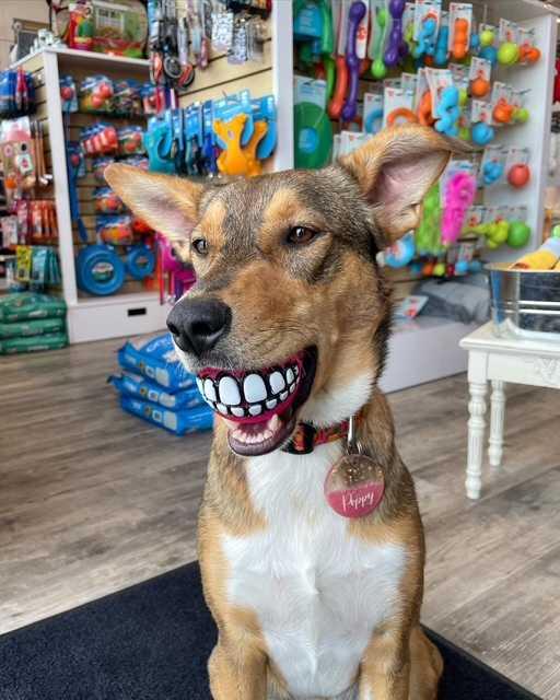 555 Pet Place  , A2279895, Alberta,