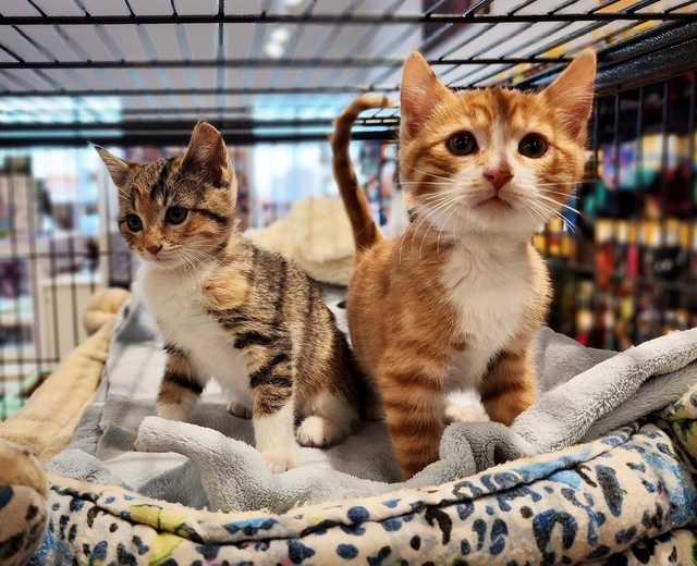 Third View of 555 Pet Place  , Southpointe Junction, Red Deer, Alberta, T4R 2K1