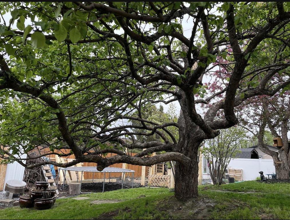 Fourth View of 218 8 Avenue NE, NONE, Sundre, Alberta, T0M 1X0