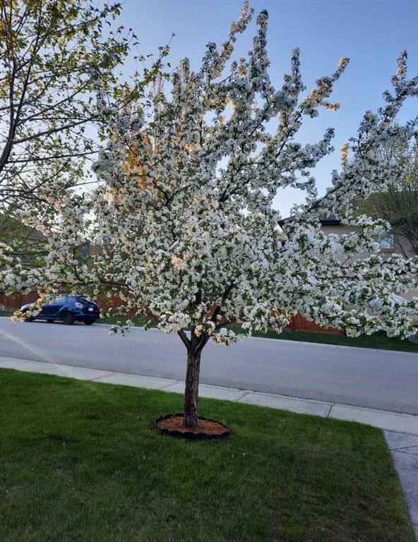 Third View of 143 Cranleigh Gardens SE, Cranston, Calgary, Alberta, T3M 1C7