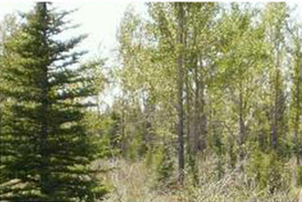 Fourth View of  Range Road 55  , NONE, Rural Mountain View County, Alberta, T0G 1X0