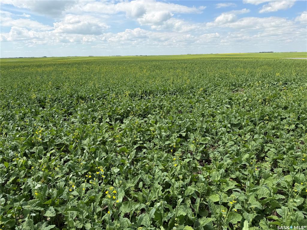Second View of Semans 961 acres Grain Farmland, Mount Hope Rm No. 279, Saskatchewan, S0A 3S0
