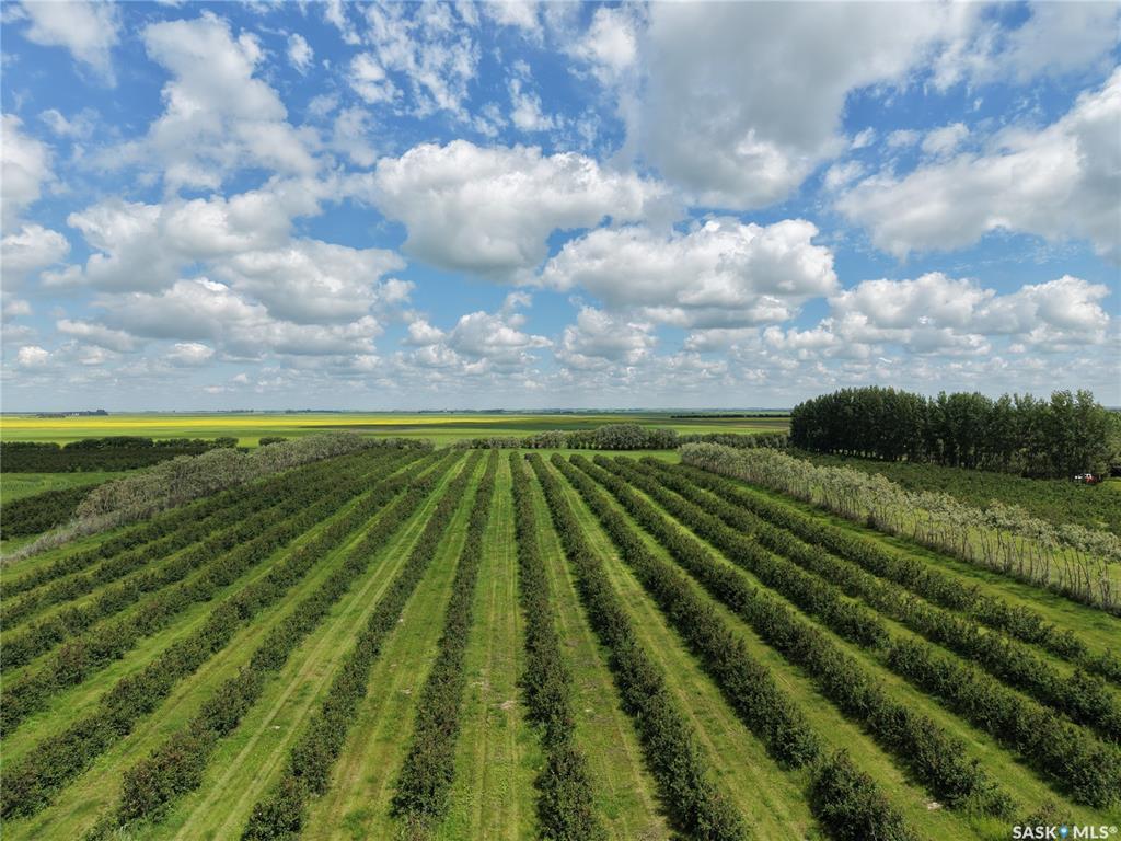Chutter Saskatoon Berry Farm, SK044584, Saskatchewan,