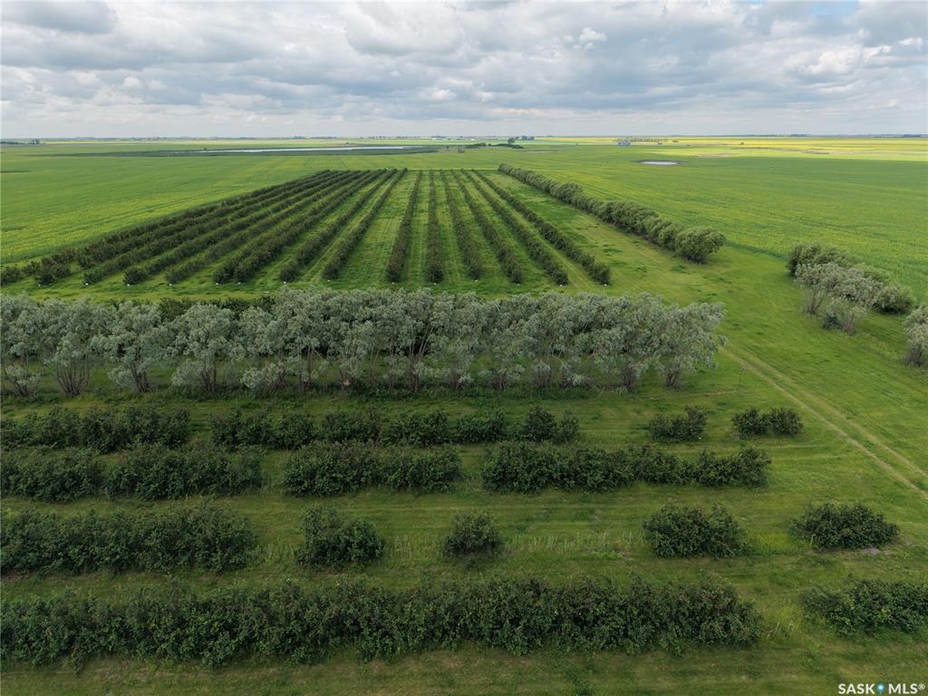 Second View of Chutter Saskatoon Berry Farm, Fillmore Rm No. 96, Saskatchewan, S0G 3T0