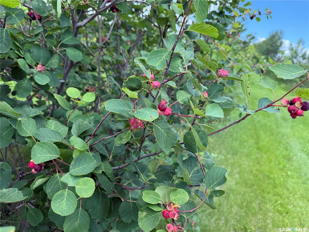 Third View of Chutter Saskatoon Berry Farm, Fillmore Rm No. 96, Saskatchewan, S0G 3T0