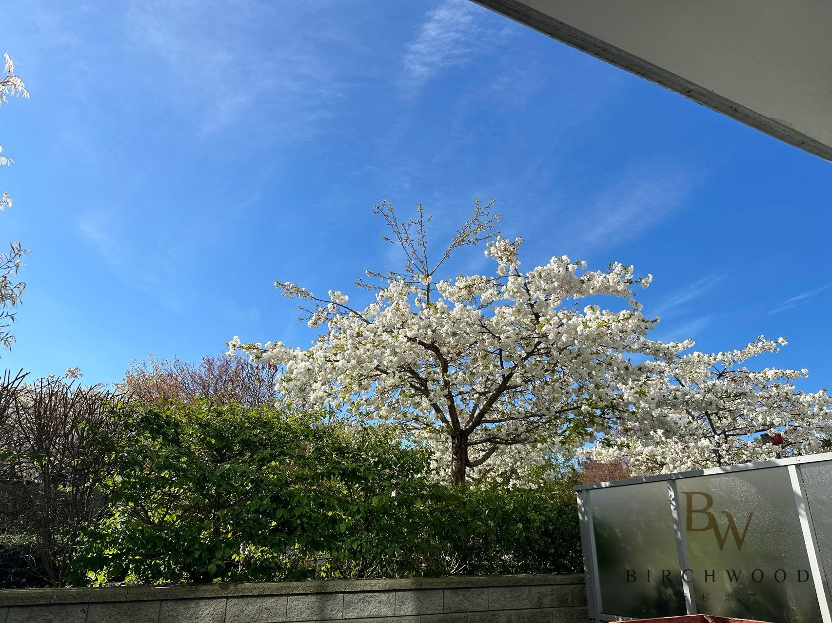 8288 GRANVILLE AVENUE, Richmond BC V6Y 0H6, R3052896, BC,