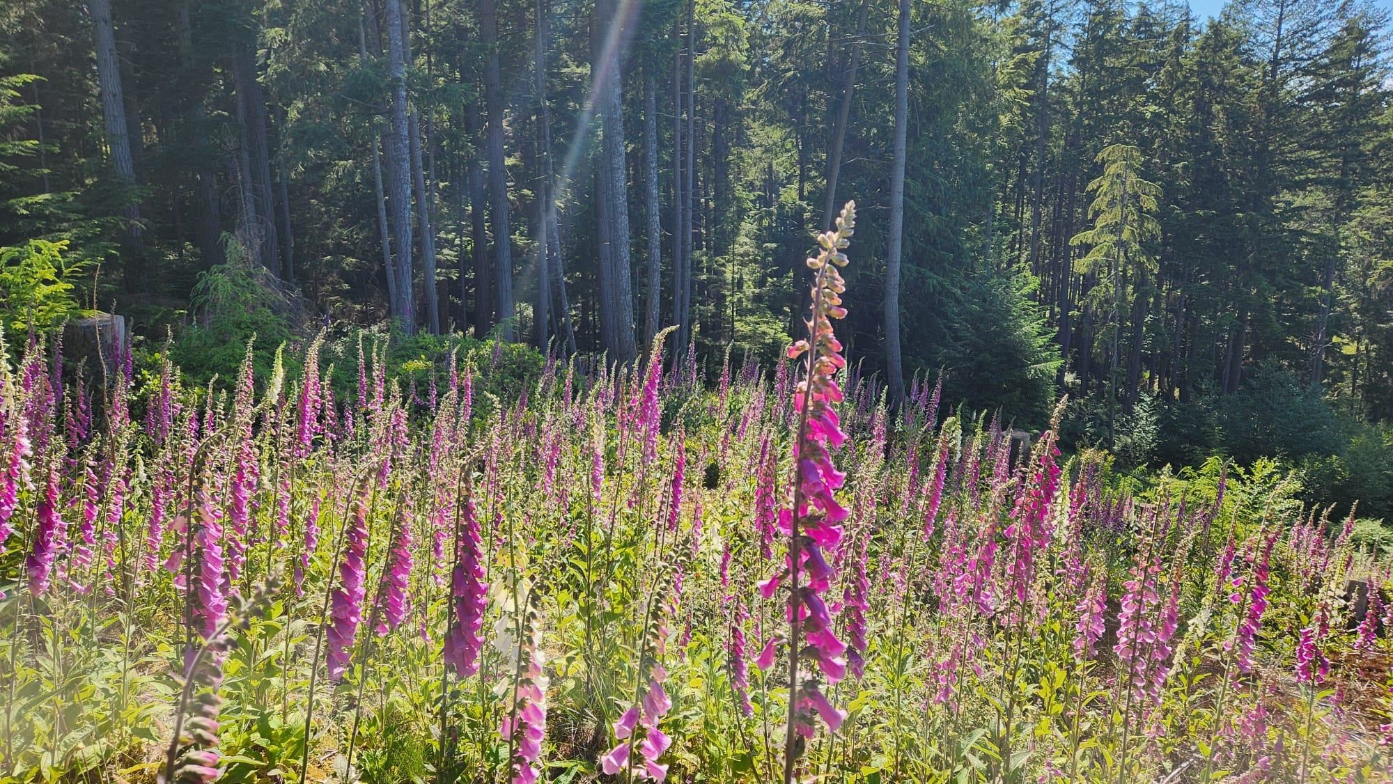 2060 CAPE DRIVE, Bowen Island BC V0N 1G2, R3053718, BC,