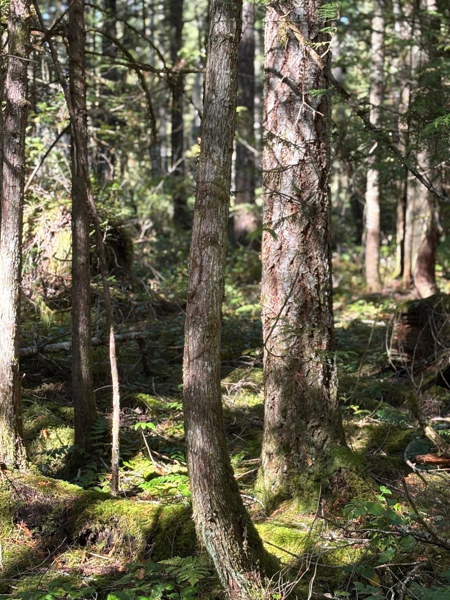 LOT B PORTERS ROAD, Pender Harbour BC V0N 2H1, R3059300, BC,