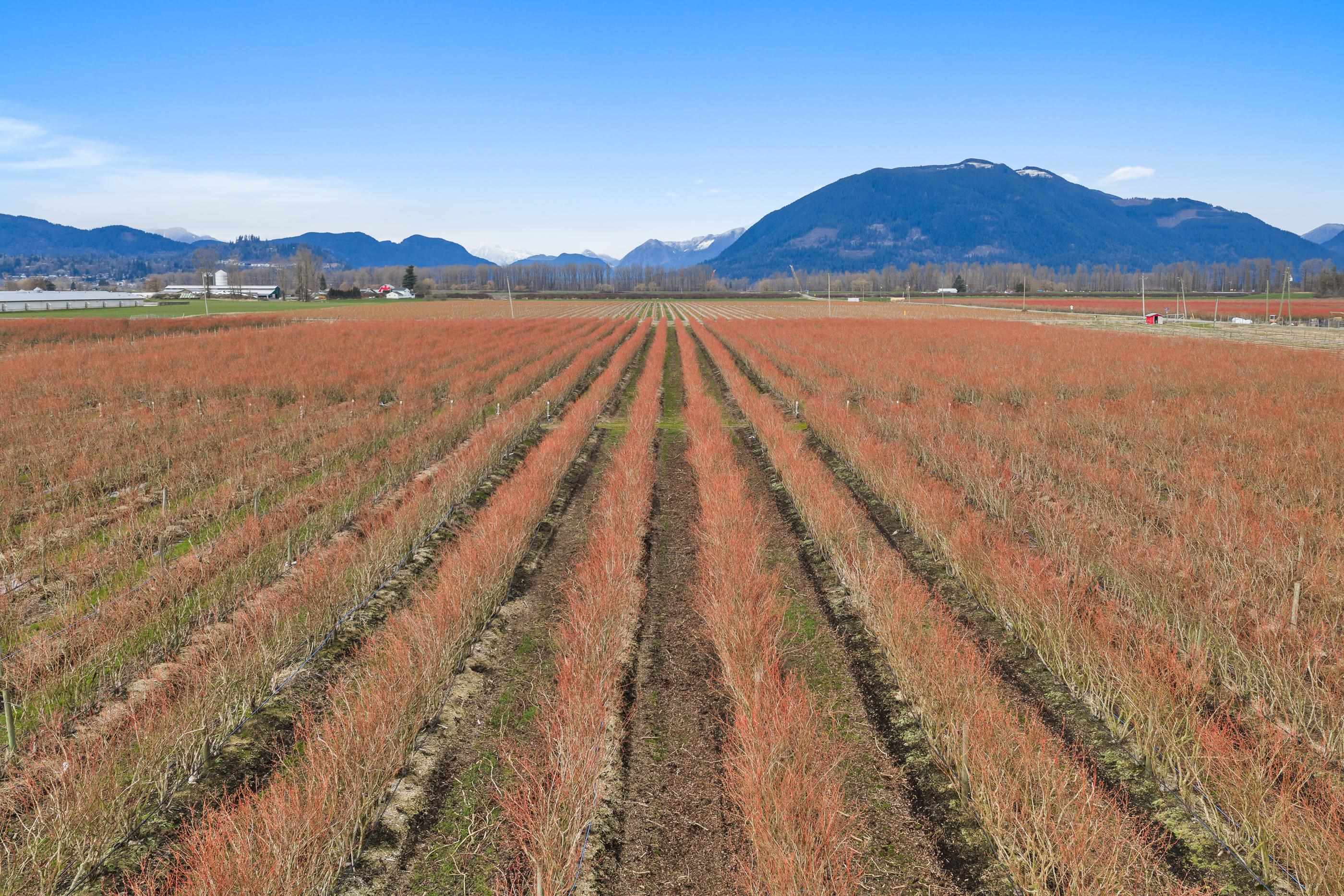 6209 LITTLE STREET, Abbotsford BC V3G 1P5, R3092939, BC,