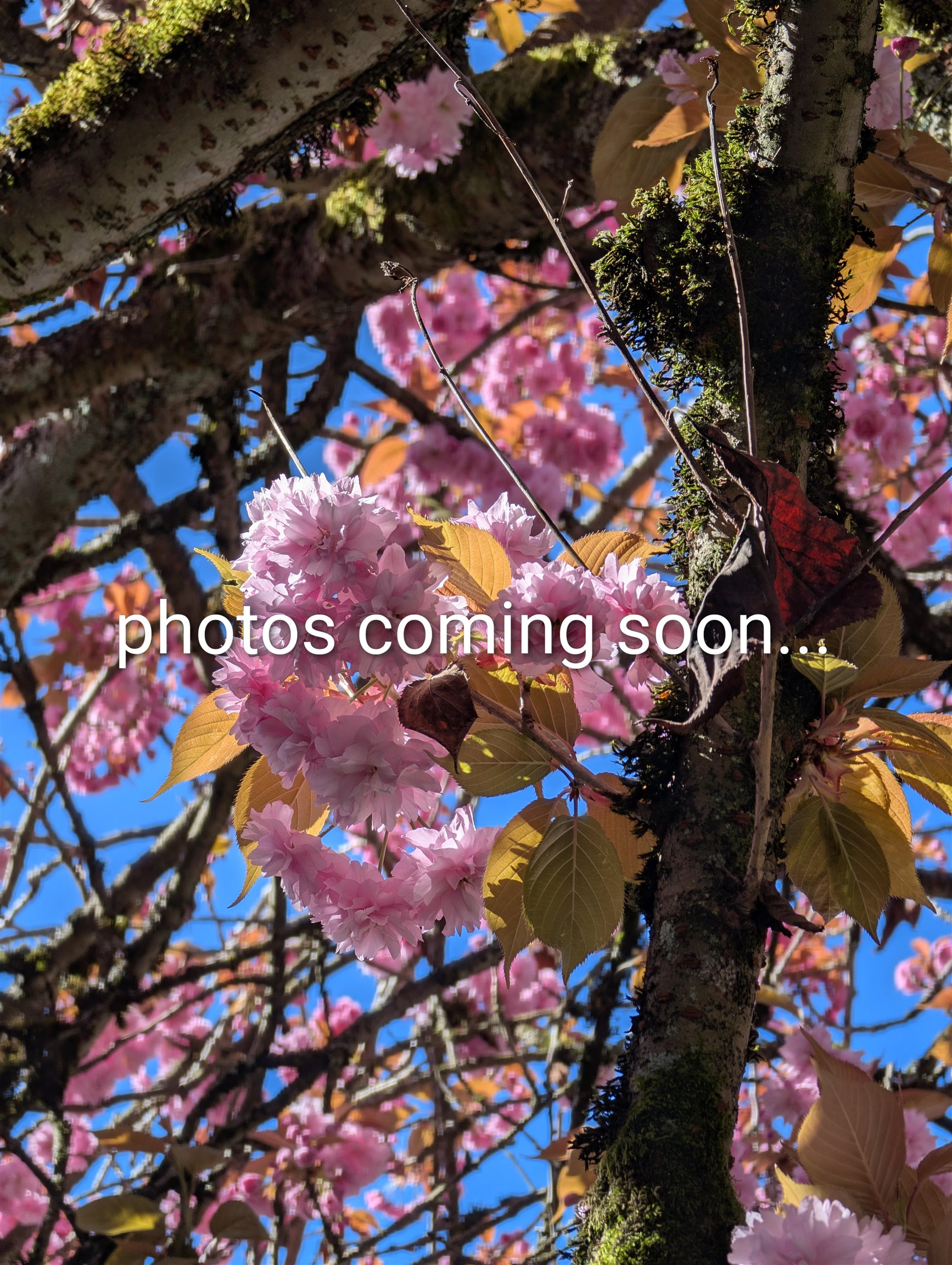 11 15192 62A AVENUE, R3112485, BC,