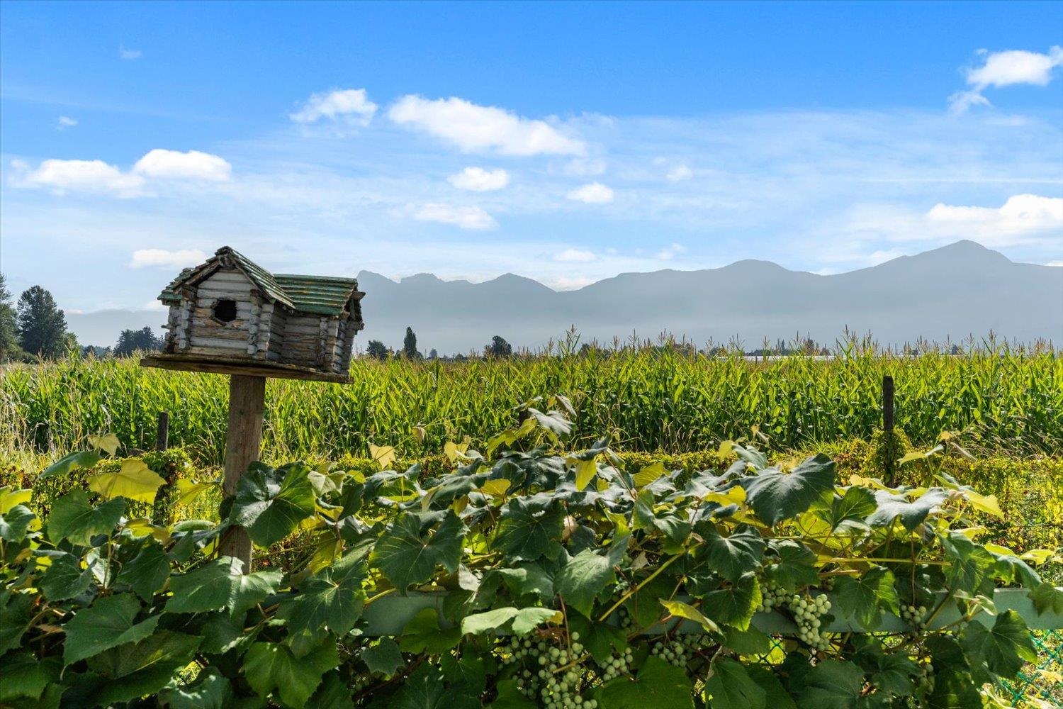 46702 ARBUTUS AVENUE, Chilliwack BC V2P 6P4, R3155052, BC,
