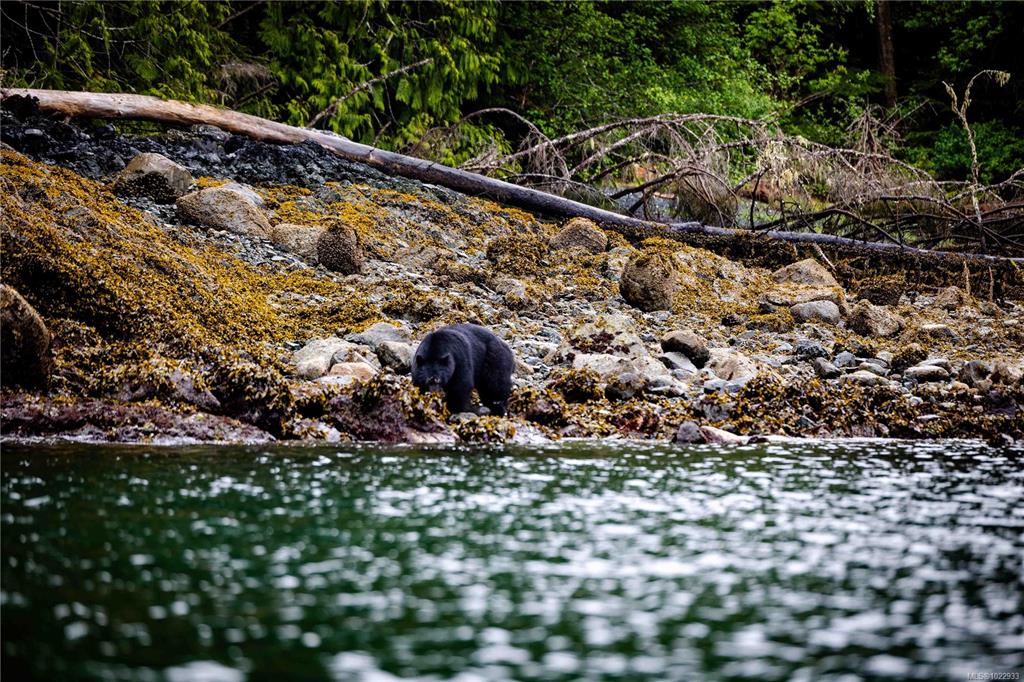 Third View of Dl 1833 Cracroft Island, West Cracroft Island, BC, V0N 3J0